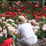 Trandafirii din gradina. Alegem trandafiri moderni sau vechi? Trandafirii din gradina. Alegem trandafiri moderni sau vechi?